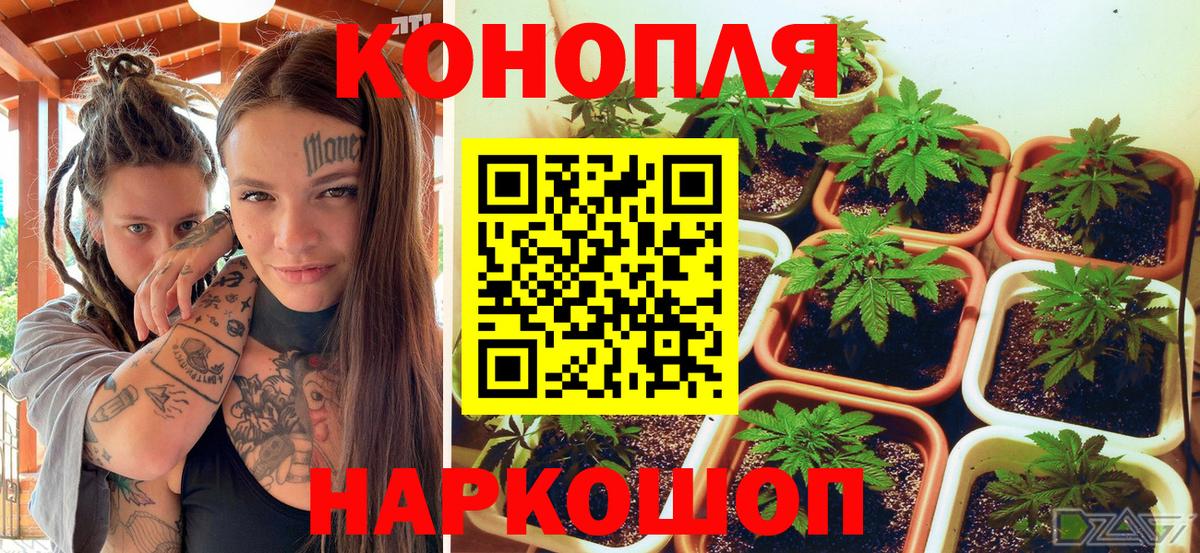Бошки Шишки семена Волжский